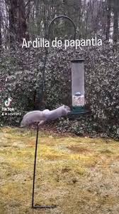 Ardilla Papantla