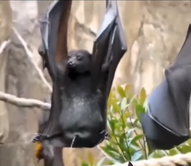 “Con sacudida y todo”